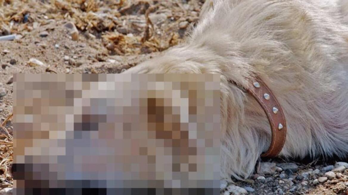 Θανάτωσαν 22 ζώα ενός κτηνοτρόφου στην Φθιώτιδα!